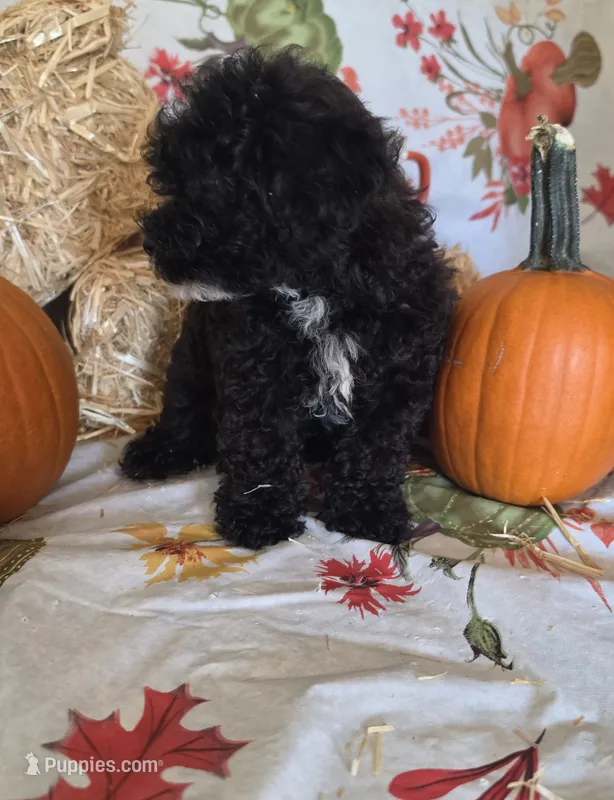 Conway – Poodle - Toy  puppy for sale in Tupelo, MS