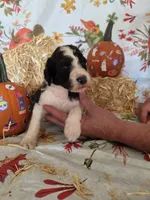 Sheldon, a male Poodle - Standard  for sale in Tupelo, MS – 2 of 3