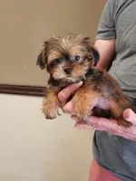 Lexi Baby 2, a female Shorkie for sale in Tupelo, MS – Photo 1 of 2