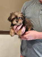 Lexi Baby 2, a female Shorkie for sale in Tupelo, MS – Photo 2 of 2