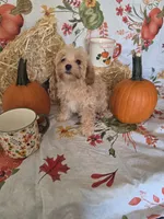 Reba, a female Poodle - Toy  for sale in Tupelo, MS – 5 of 8