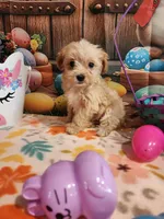 Piper Girl 3, a female Maltipoo for sale in Tupelo, MS – Photo 4 of 7