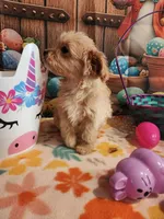 Piper Girl 3, a female Maltipoo for sale in Tupelo, MS – Photo 5 of 7