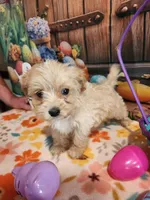 Piper Girl 3, a female Maltipoo for sale in Tupelo, MS – Photo 3 of 7