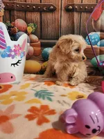 Piper Girl 3, a female Maltipoo for sale in Tupelo, MS – Photo 2 of 7