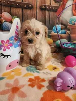 Piper Girl 3, a female Maltipoo for sale in Tupelo, MS – Photo 6 of 7
