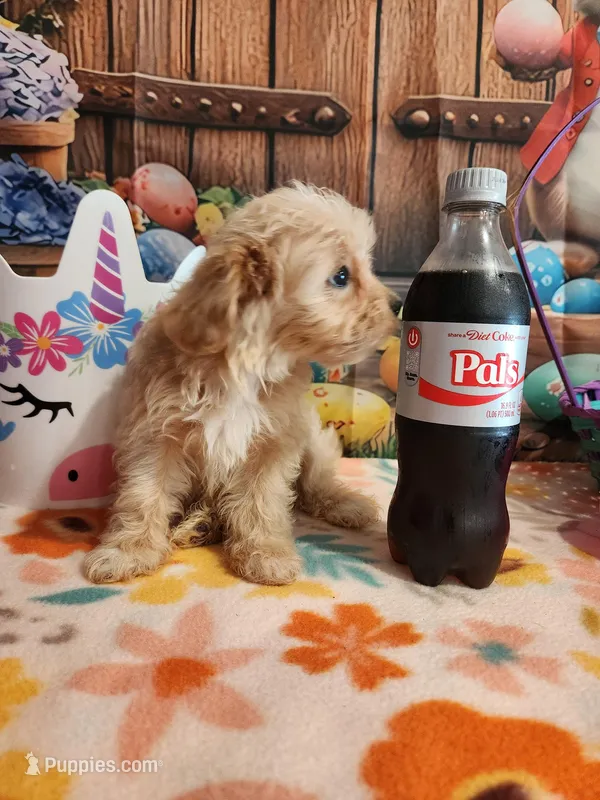 Piper Girl 3, a female Maltipoo for sale in Tupelo, MS – Photo 1 of 7