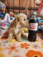 Piper Girl 3, a female Maltipoo for sale in Tupelo, MS – Photo 1 of 7