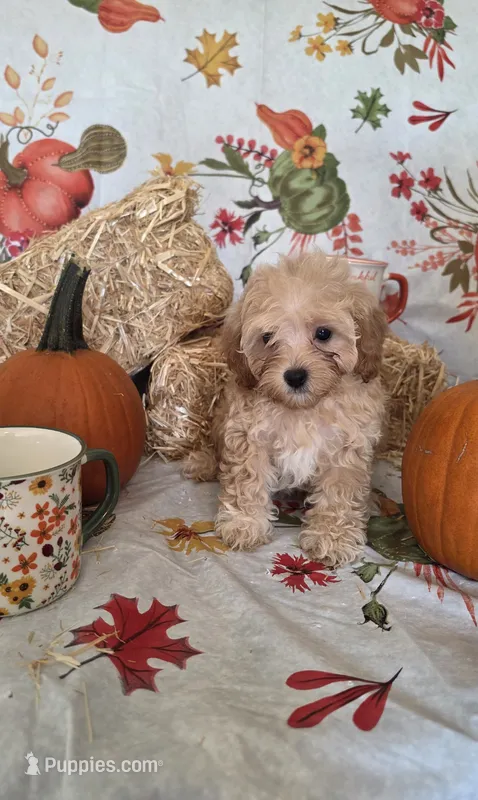 Reba – Poodle - Toy  puppy on hold in Tupelo, MS