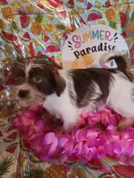 Daisy, a female Miniature Schnauzer and Shih Tzu for sale in Tupelo, MS – 2 of 2