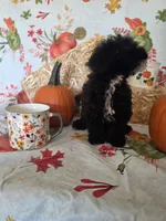 Conway, a male Poodle - Toy  for sale in Tupelo, MS – 5 of 8