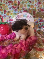 Lulu, a female Miniature Schnauzer and Shih Tzu for sale in Tupelo, MS – 3 of 3