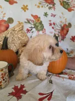 Dolly, a female Poodle - Toy  for sale in Tupelo, MS – 3 of 4