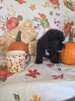 Conway, a male Poodle - Toy  for sale in Tupelo, MS – 3 of 8