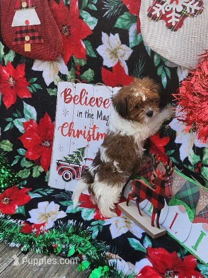 Lexi Male 1, a male Shorkie for sale in Tupelo, MS – Photo 1 of 4