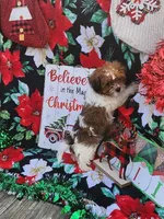 Lexi Male 1, a male Shorkie for sale in Tupelo, MS – Photo 1 of 4