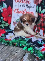 Lexi Male 1, a male Shorkie for sale in Tupelo, MS – Photo 4 of 4