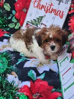 Lexi Male 1, a male Shorkie for sale in Tupelo, MS – Photo 3 of 4