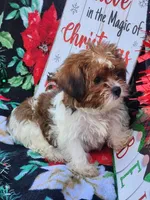 Lexi Male 1, a male Shorkie for sale in Tupelo, MS – Photo 2 of 4