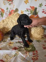 Leonard, a male Poodle - Standard  for sale in Tupelo, MS – 3 of 3