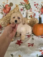 Dolly, a female Poodle - Toy  for sale in Tupelo, MS – 4 of 4