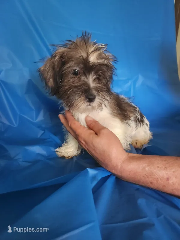 Luke – Miniature Schnauzer, Shih Tzu puppy for sale in Tupelo, MS