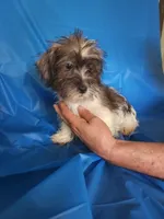 Luke, a male Miniature Schnauzer and Shih Tzu for sale in Tupelo, MS – 3 of 7