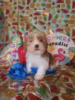 Bo, a male Miniature Schnauzer and Shih Tzu for sale in Tupelo, MS – 1 of 4