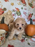 Reba, a female Poodle - Toy  for sale in Tupelo, MS – 4 of 8