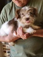 Jessie, a male Miniature Schnauzer and Shih Tzu for sale in Tupelo, MS – 1 of 6