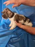 Luke, a male Miniature Schnauzer and Shih Tzu for sale in Tupelo, MS – 4 of 7