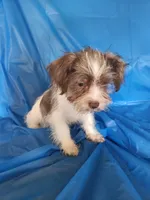 Jessie, a male Miniature Schnauzer and Shih Tzu for sale in Tupelo, MS – 4 of 6