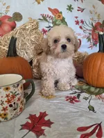 George, a male Poodle - Toy  for sale in Tupelo, MS – 2 of 5