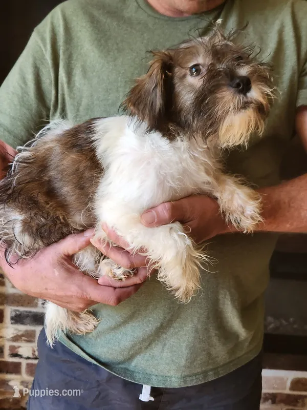 Luke – Miniature Schnauzer, Shih Tzu puppy for sale in Tupelo, MS