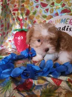 Bo, a male Miniature Schnauzer and Shih Tzu for sale in Tupelo, MS – 4 of 4
