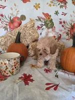 Reba, a female Poodle - Toy  for sale in Tupelo, MS – 2 of 8