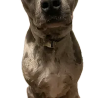 Freyja, a female American Pit Bull Terrier for sale in Hobart, IN – 1 of 1