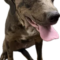 Thyri, a female Catahoula Leopard Dog and Rottweiler for sale in Hobart, IN – 1 of 1