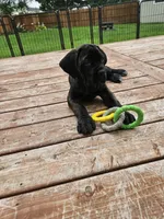 No name , a female Cane Corso for sale in Streamwood, IL – 3 of 3