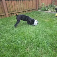 No name , a female Cane Corso for sale in Streamwood, IL – 2 of 5