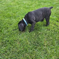 No name , a female Cane Corso for sale in Streamwood, IL – 7 of 10