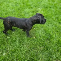 No name , a female Cane Corso for sale in Streamwood, IL – 4 of 5