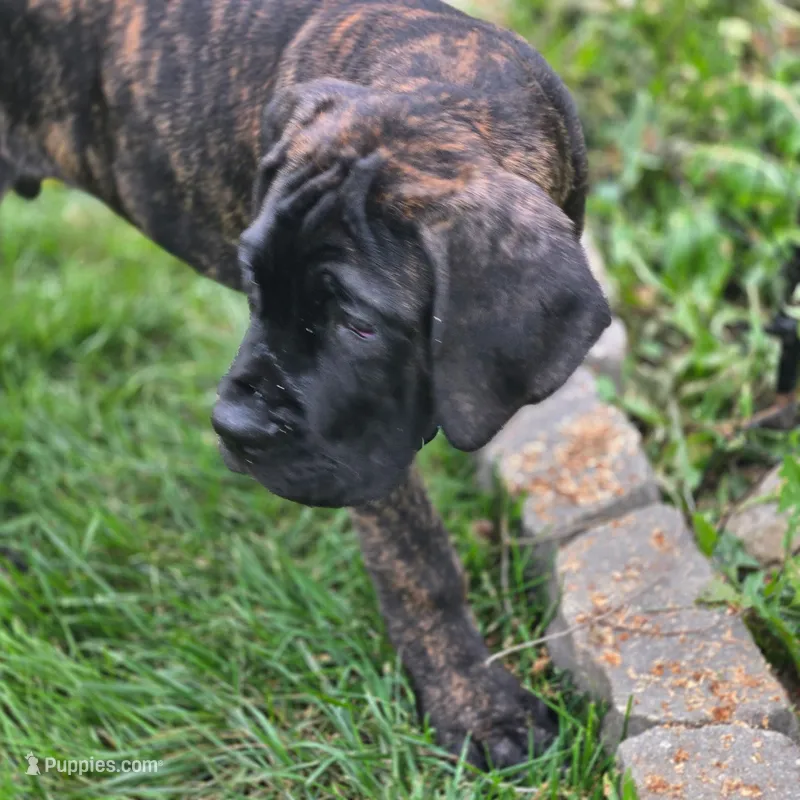 No name  – Cane Corso puppy for sale in Streamwood, IL