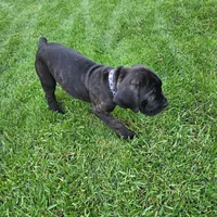 No name , a female Cane Corso for sale in Streamwood, IL – 5 of 10