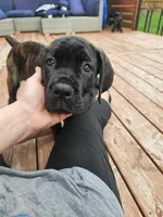 No name , a female Cane Corso for sale in Streamwood, IL – 9 of 10