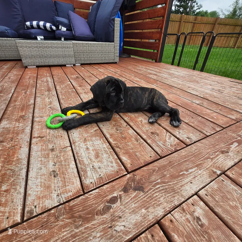 No name  – Cane Corso puppy for sale in Streamwood, IL