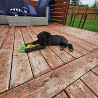 No name , a female Cane Corso for sale in Streamwood, IL – 1 of 3