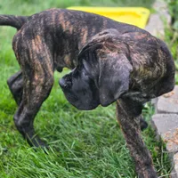 No name , a male Cane Corso for sale in Streamwood, IL – 2 of 5