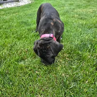 No name , a female Cane Corso for sale in Streamwood, IL – 3 of 10