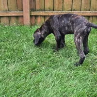 No name , a male Cane Corso for sale in Streamwood, IL – 3 of 5
